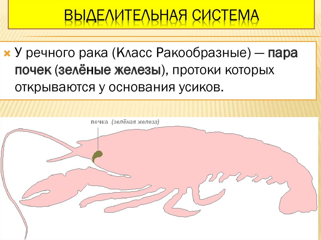 Органы дыхания членистоноги