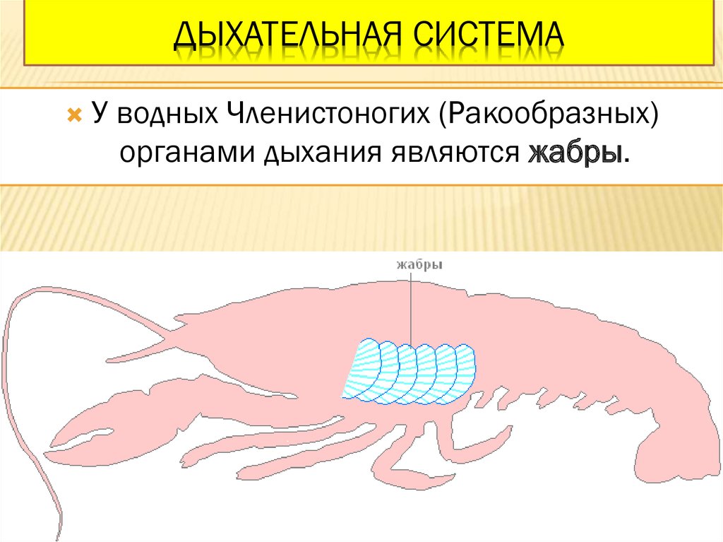 Органы дыхания ракообразных