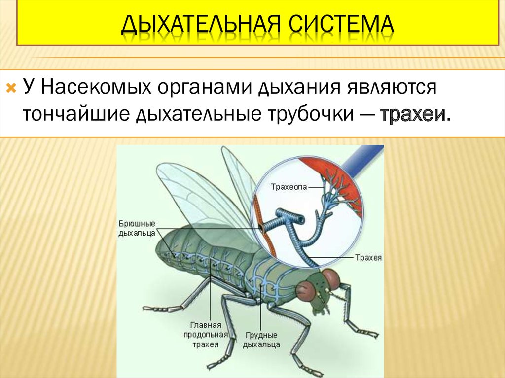 Какие системы у насекомых. Трахейное дыхание дыхальца. Дыхательная система насекомых 7 класс биология. Дыхательная система насекомых 7 класс таблица. Дыхательная система членистоногих насекомых.