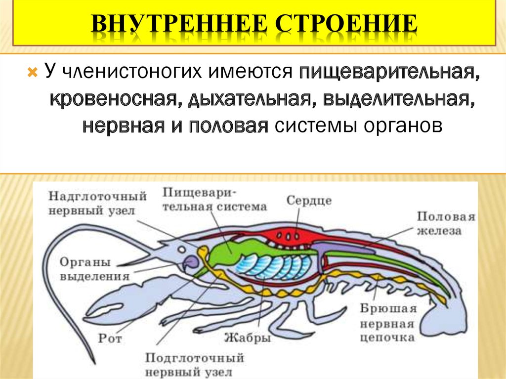 Рак брюшная нервная цепочка. Тип Членистоногие класс насекомые пищеварительная система. Строение членистоногих ракообразные. Пищеварительная система членистоногих 7. Внутреннее строение ракообразных 1 пищеварительная система.