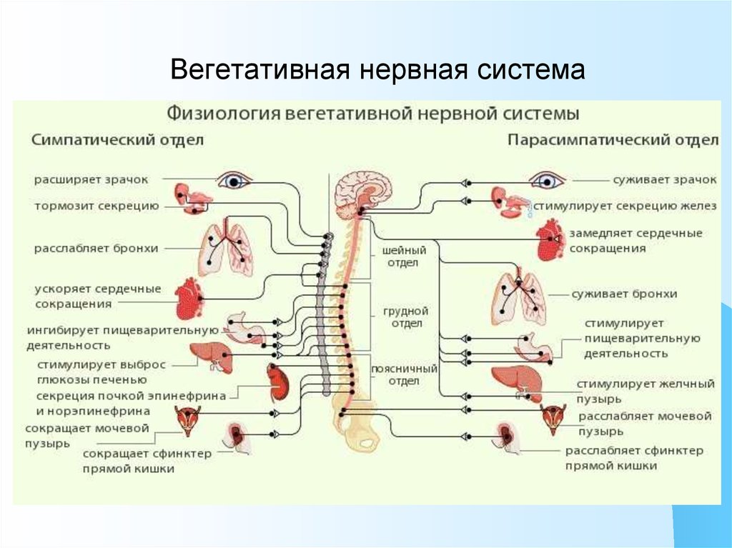 Вегетативная нервная система