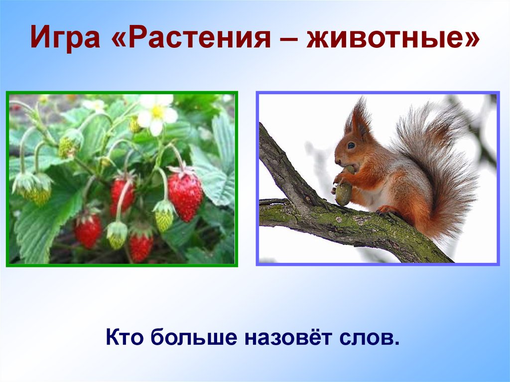 Игра «Растения – животные»