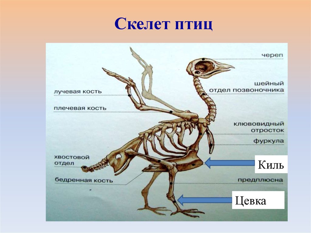 Какие отделы есть у птиц. Скелет птицы цевка. Скелет птицы киль и цевка. Строение птицы цевка. Строение скелета птицы 7 класс биология.