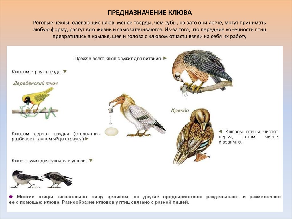 Особенности питания птиц