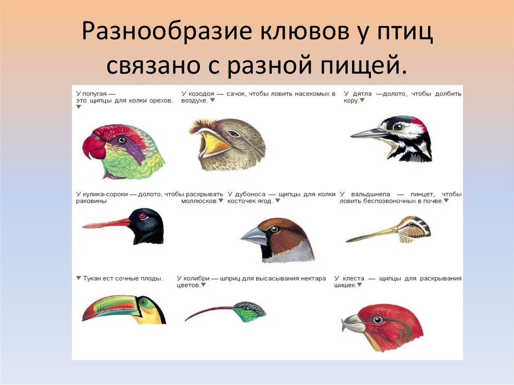 Что общего в организации птиц. Клюв птицы схема. Форма клюва у птиц в зависимости от питания. Строение клюва насекомоядных птиц. Разнообразие клювов.