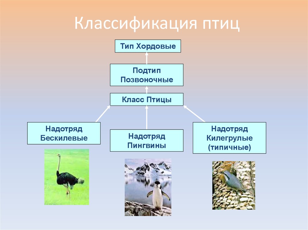 Классификация птиц