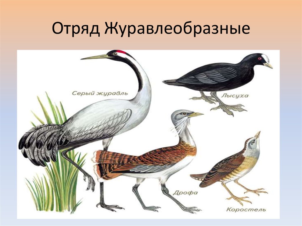 Вид журавлеобразных. Отряд Журавлеобразные представители. Журавлеобразные отряды птиц. Отряд Журавлеобразные Дрофа. Отряд Журавлеобразные гнездование.