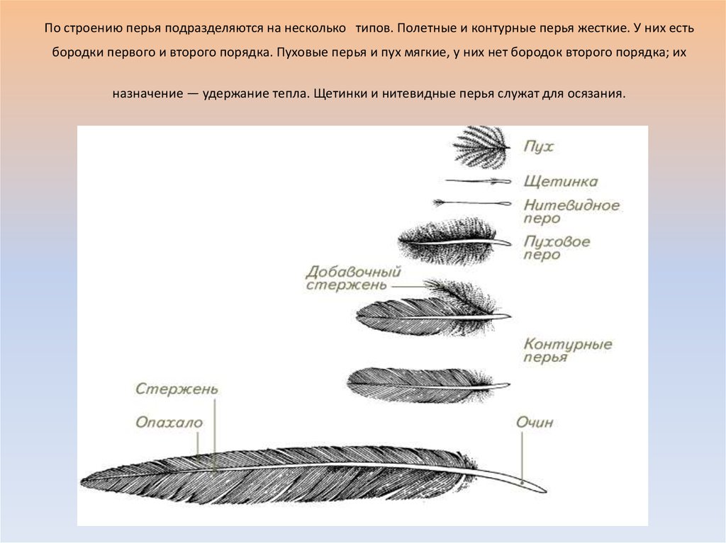 Схема строения пера