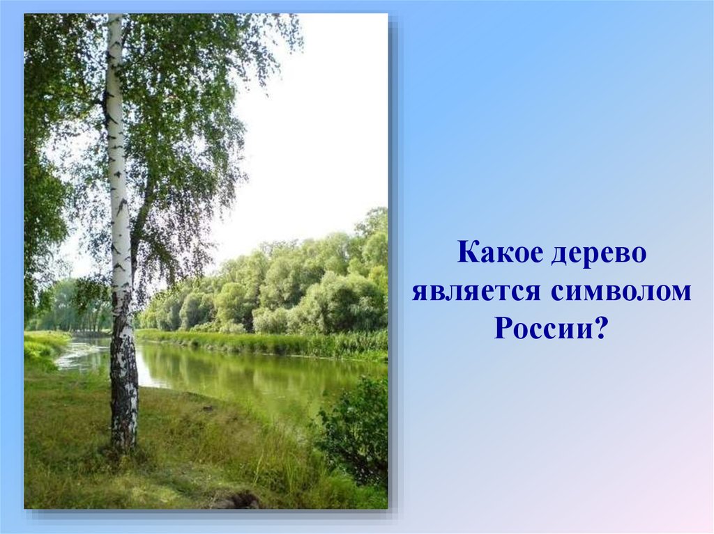 Березка 4 класс. Дерево символ России. Береза символ России. Какое дерево является символом России. Дерево символ нашей Родины.