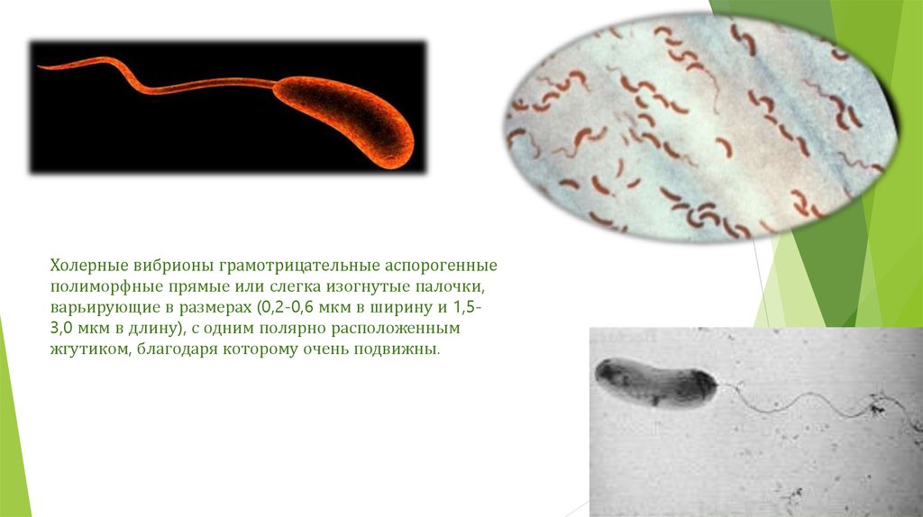 Холерный вибрион презентация