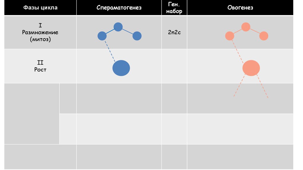 ГАМЕТОГЕНЕЗ
