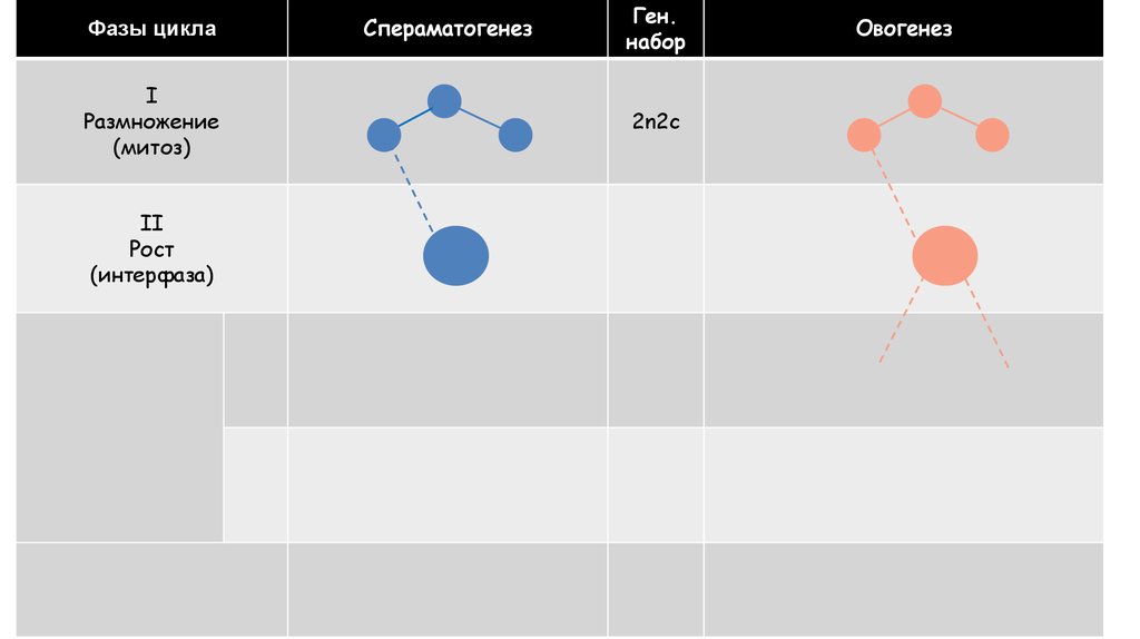 ГАМЕТОГЕНЕЗ