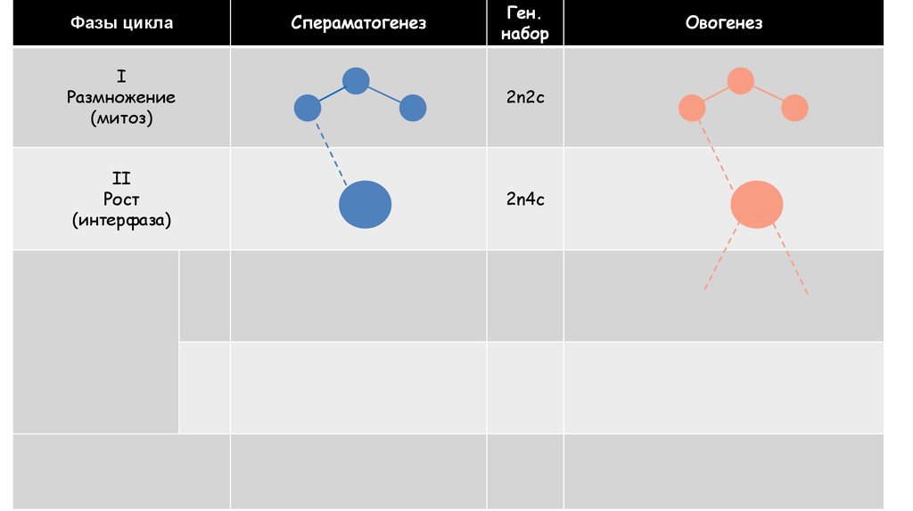 ГАМЕТОГЕНЕЗ