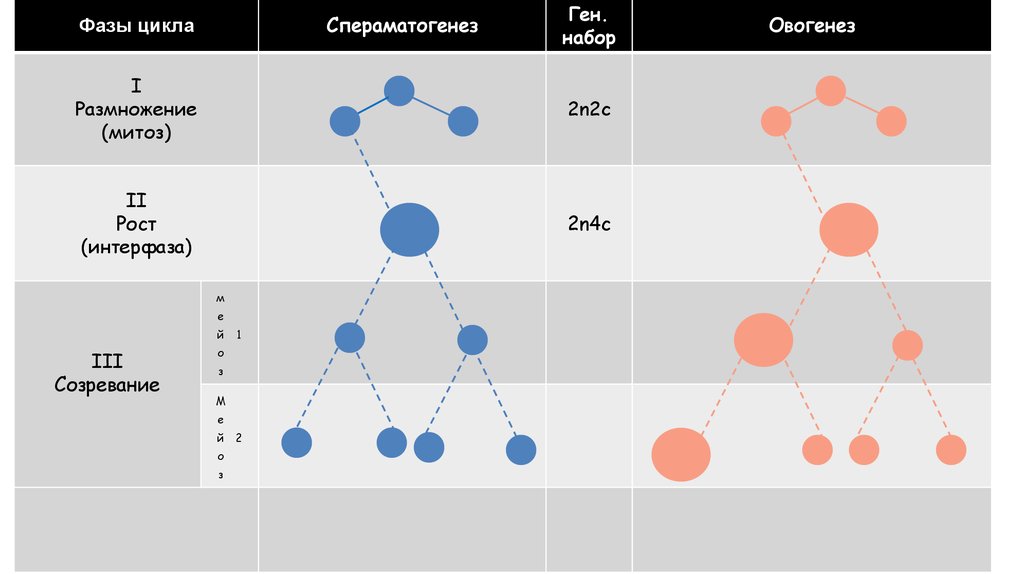 ГАМЕТОГЕНЕЗ