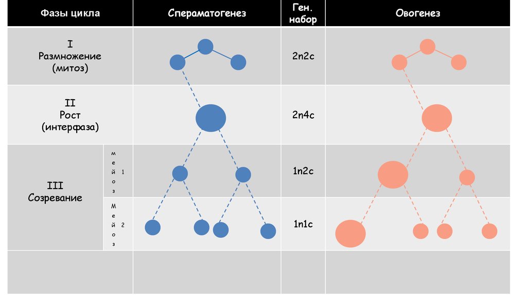 фаза размножения овогенеза. фаза размножения процессы. образование половых клеток гаметогенез схема. фаза размножения процессы. 4 фазы овогенеза.
