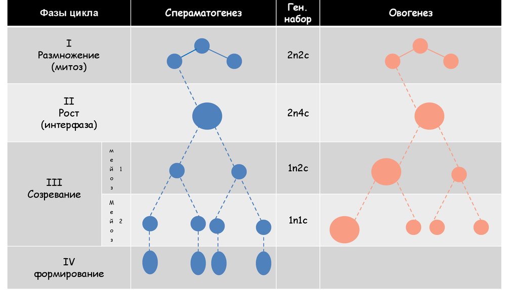 ГАМЕТОГЕНЕЗ