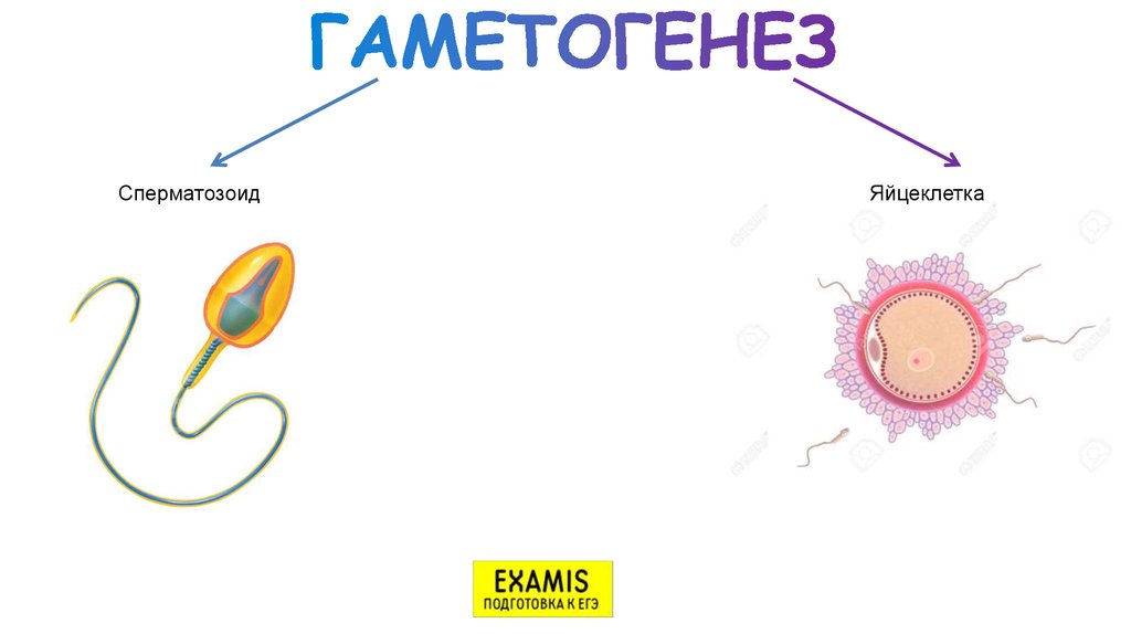 Развитие женских половых клеток происходит в. Гаметогенез. Схема развития яйцеклетки. Сперматозоид и яйцеклетка. Процесс гаметогенеза схема.