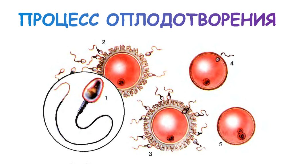 1 стадия оплодотворения