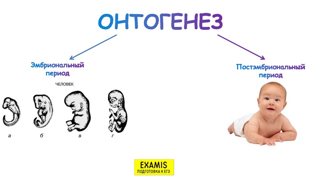 Онтогенез речевого развития презентация