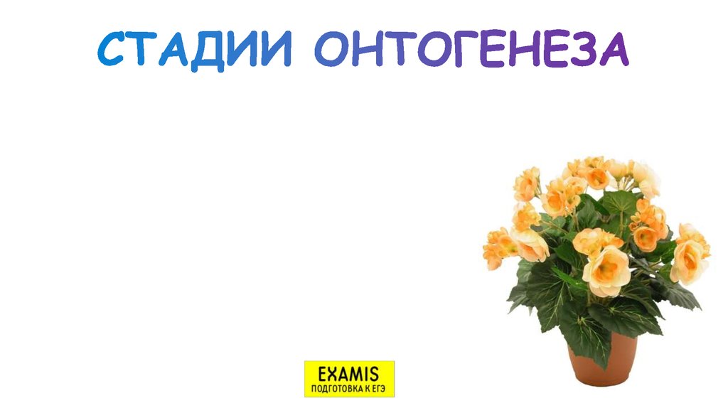 СТАДИИ ОНТОГЕНЕЗА