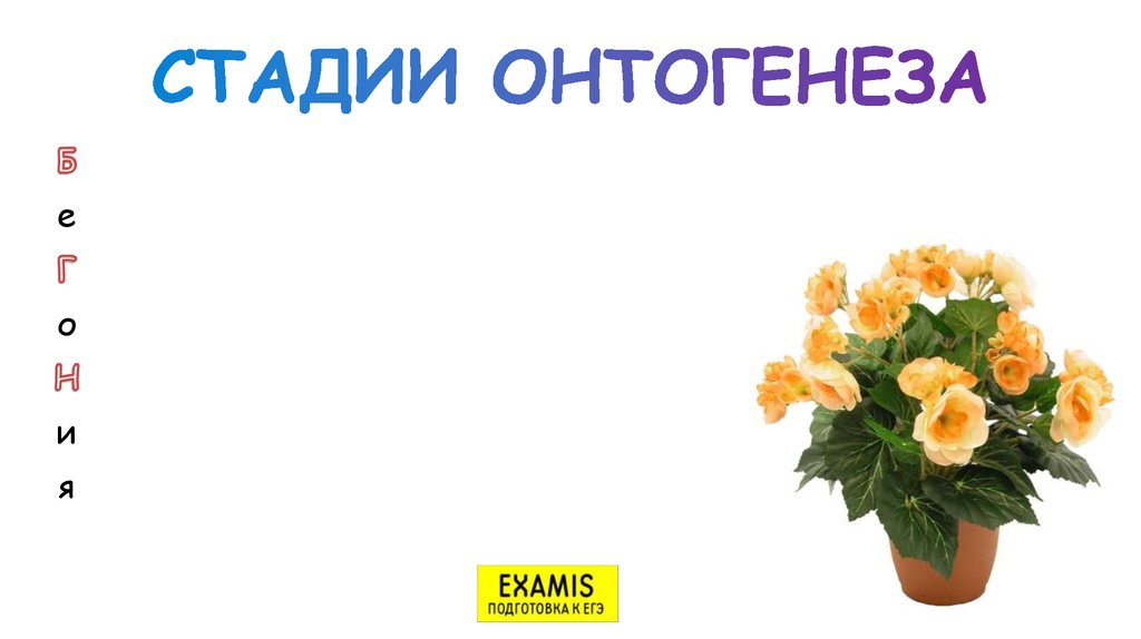 СТАДИИ ОНТОГЕНЕЗА
