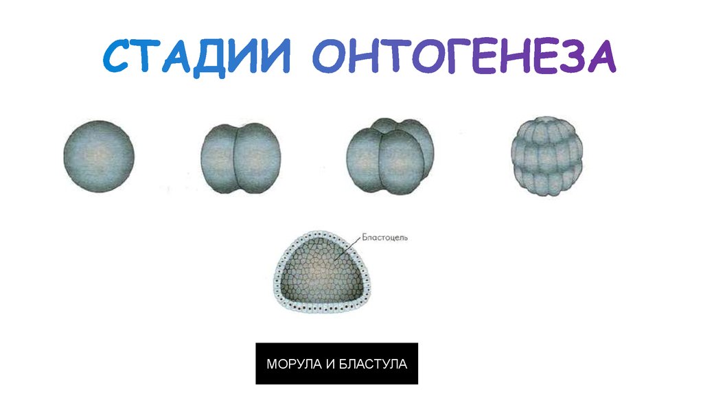 Рассмотрите рисунок на котором изображен процесс образования бластулы