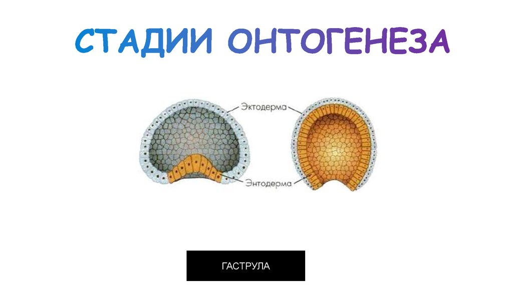 Гаструла картинка с подписями