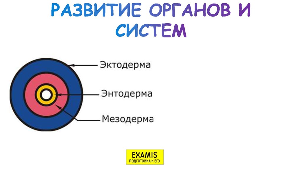 РАЗВИТИЕ ОРГАНОВ И СИСТЕМ