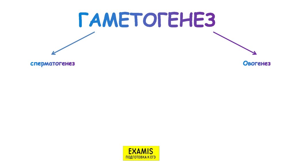 ГАМЕТОГЕНЕЗ