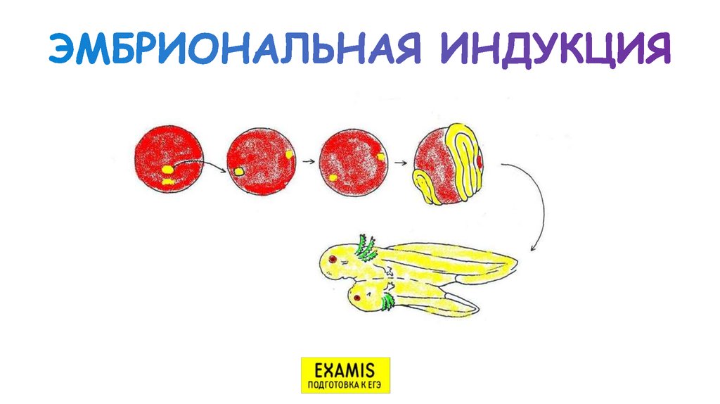 Индукция зародыша. Опыт Шпемана эмбриональная индукция. Схема первичной эмбриональной индукции. Ганс Шпеман эмбриональная индукция. Явление эмбриональной индукции.