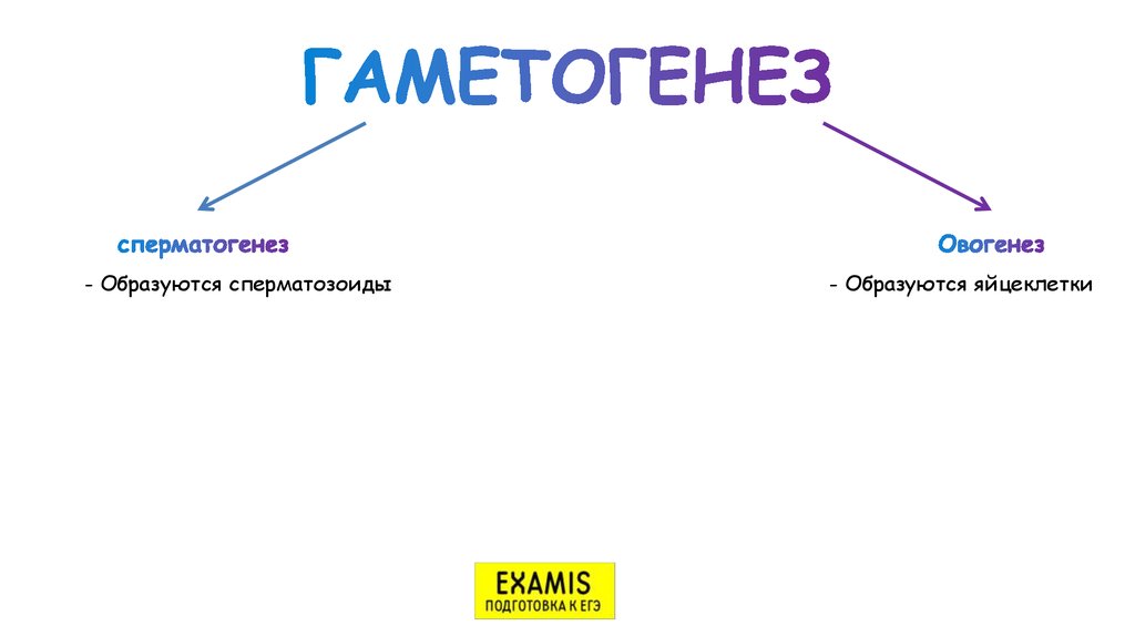 ГАМЕТОГЕНЕЗ