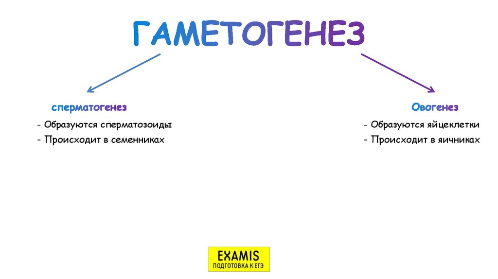 Тест гаметогенез 10 класс