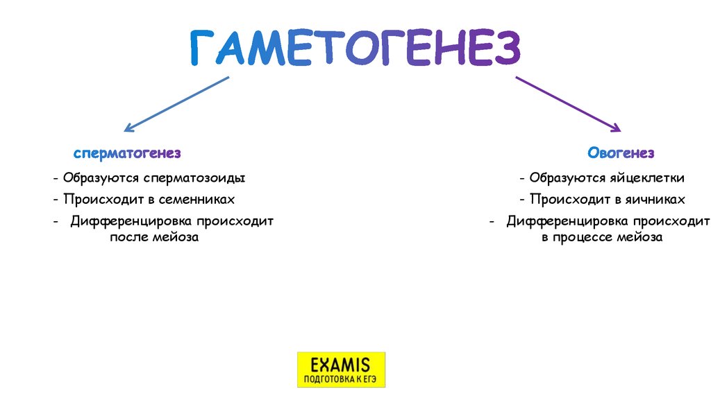 Гаметогенез презентация 10