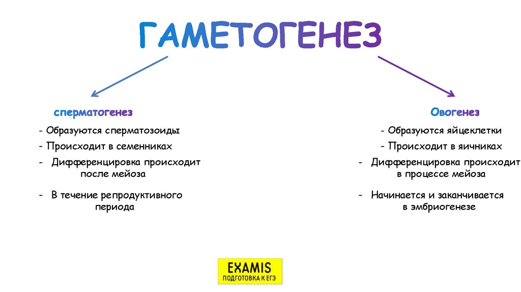 Гаметогенез презентация 10