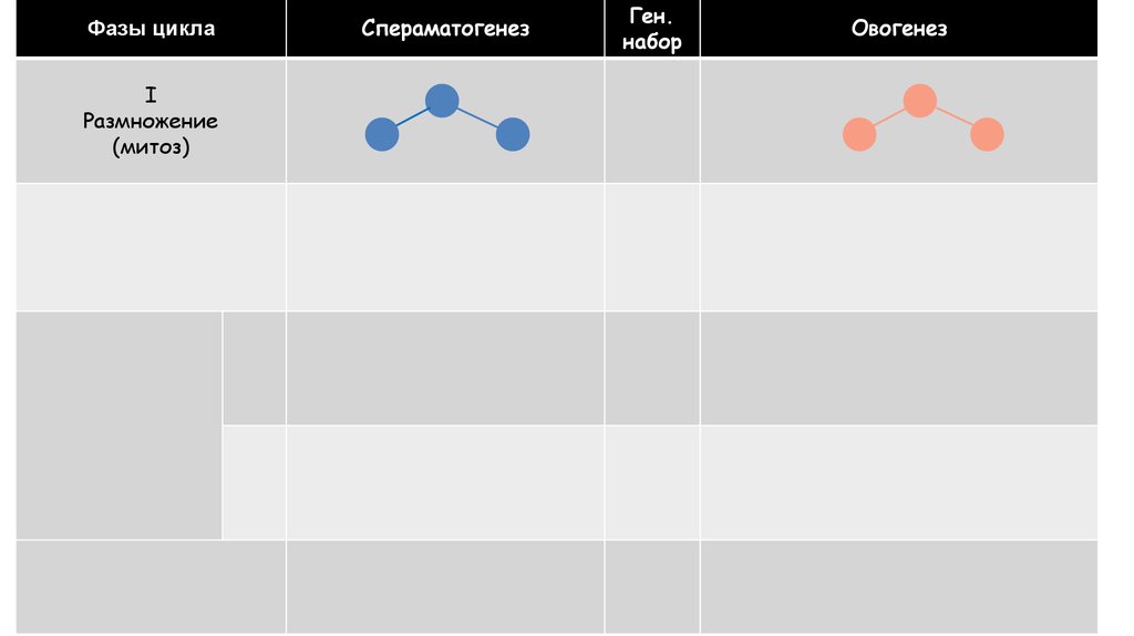 ГАМЕТОГЕНЕЗ