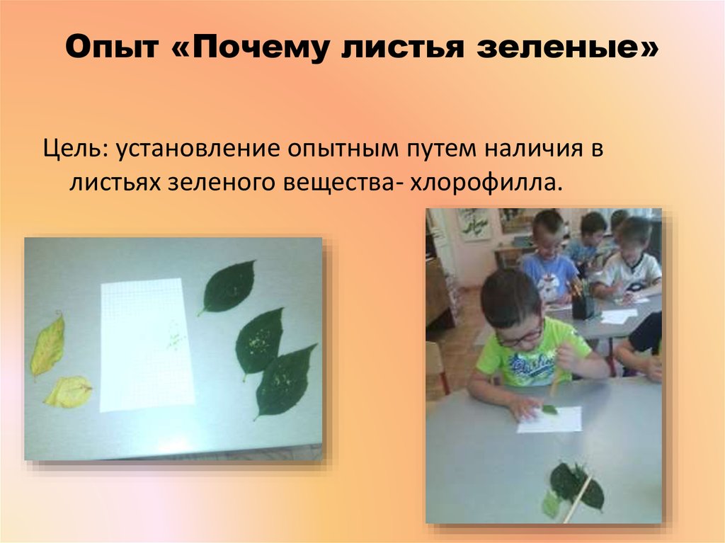 Почему листочки зеленые. Эксперимент с листьями. Эксперименты с листьями деревьев. Эксперименты с цветом для дошкольников. Опыты с листьями для дошкольников.