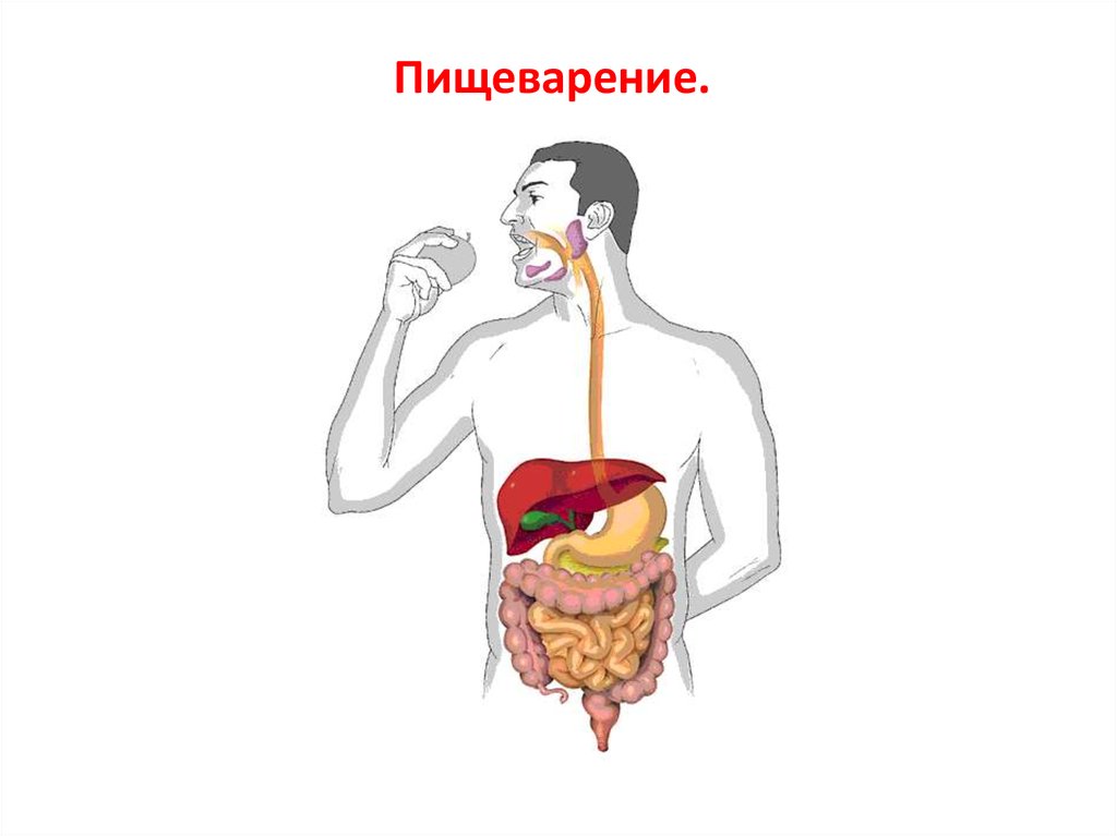 Фон для презентации пищеварительная система