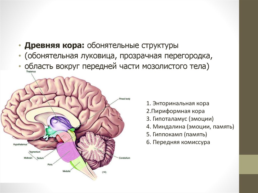 Обонятельные зоны мозга. Палеокортекс архикортекс коры головного мозга.