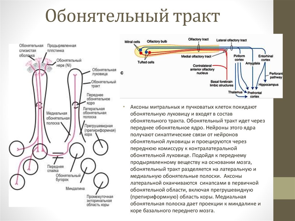 Схема обонятельного анализатора по павлову