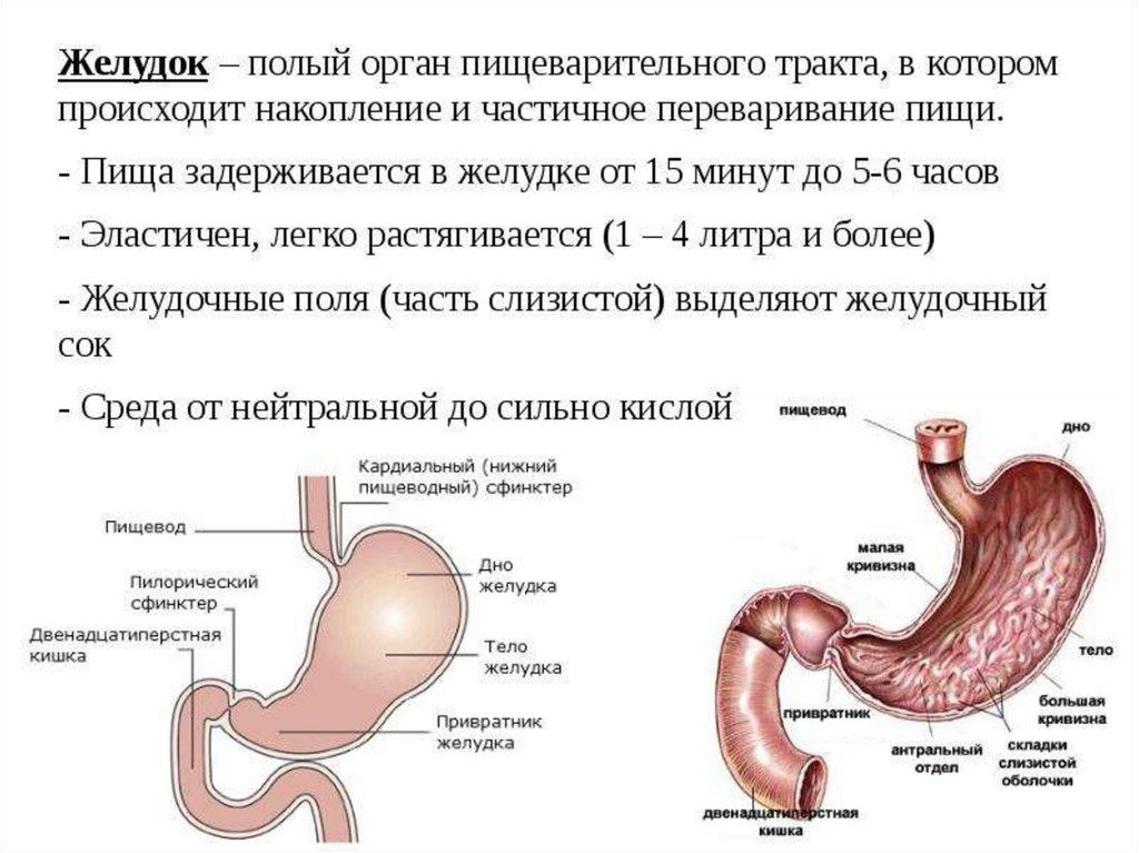 Внутреннее строение желудка. Пищеварительная система желудок анатомия. Органы и пищеварительные железы пищеварительного тракта рисунок. Строение желудка вид спереди. Строение полого органа пищеварительной системы.