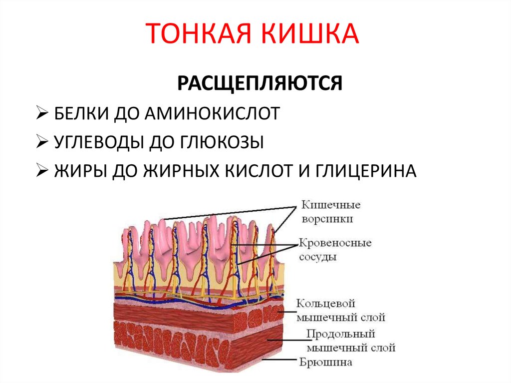 Вещества расщепляющиеся в тонком кишечнике. Вещества, расдепляющиеся в тонком кишечник. В ворсинках тонкой кишки происходит