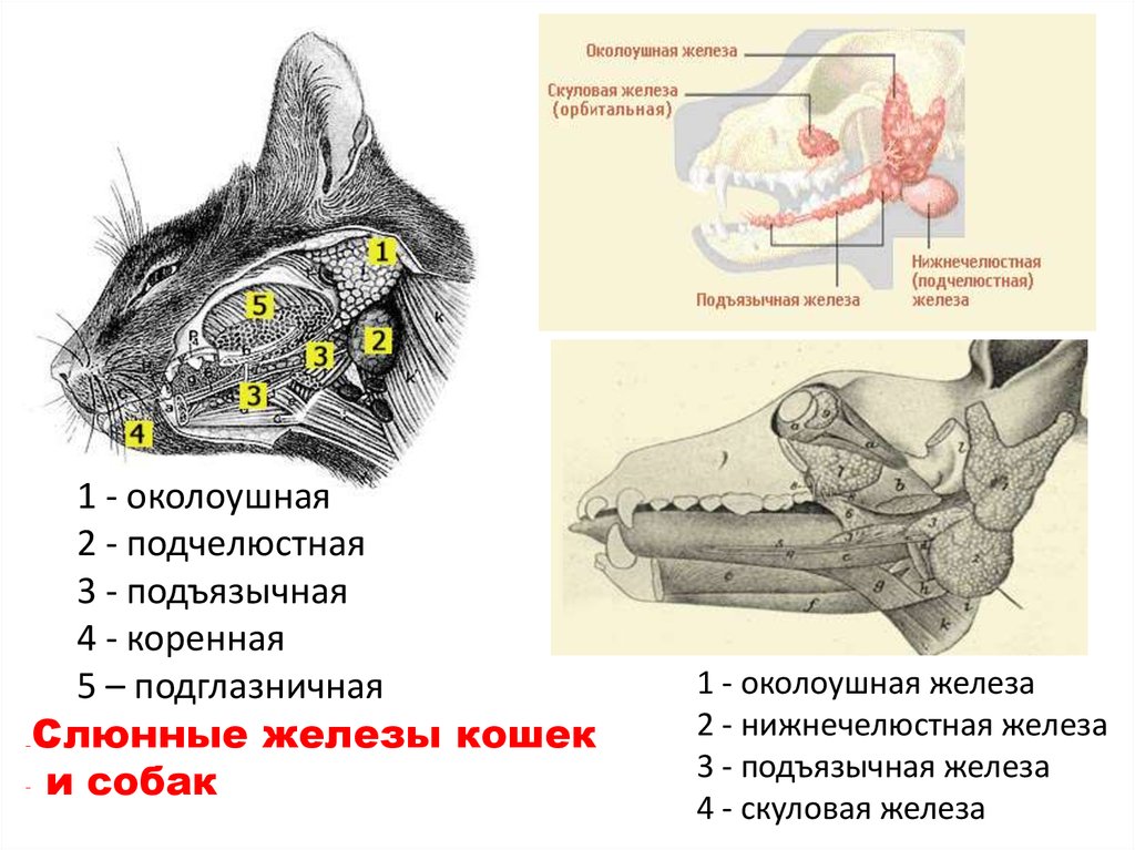Гортань кошки. Слюнные железы у кошки анатомия. Нижнечелюстная слюнная железа собаки. Анатомия слюнных желез кошки. Подчелюстные лимфоузлы и слюнные железы.