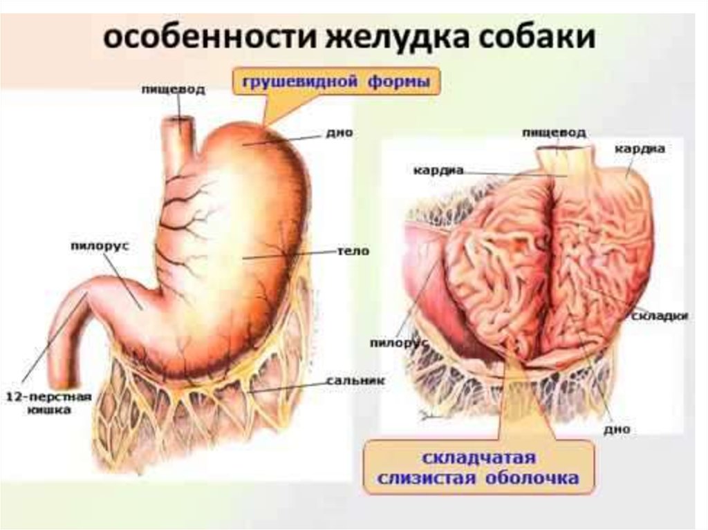 Тонкий желудок строение. Анатомическое строение однокамерного желудка. Топография однокамерного желудка. Строение желудка собаки. Схема строения желудка собаки.
