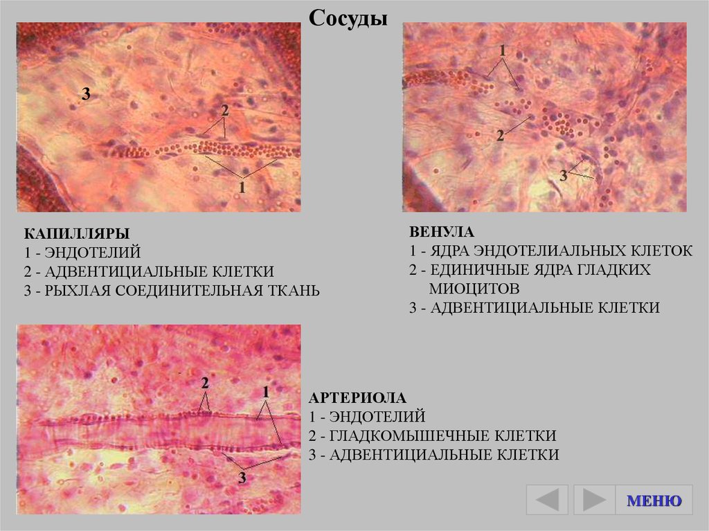 Клетки капилляров. Артериолы венулы капилляры препарат. Артериолы венулы капилляры препарат гистология. Микроциркуляторное русло гистология препарат. Гистология строение сосудов микроциркуляторного русла.