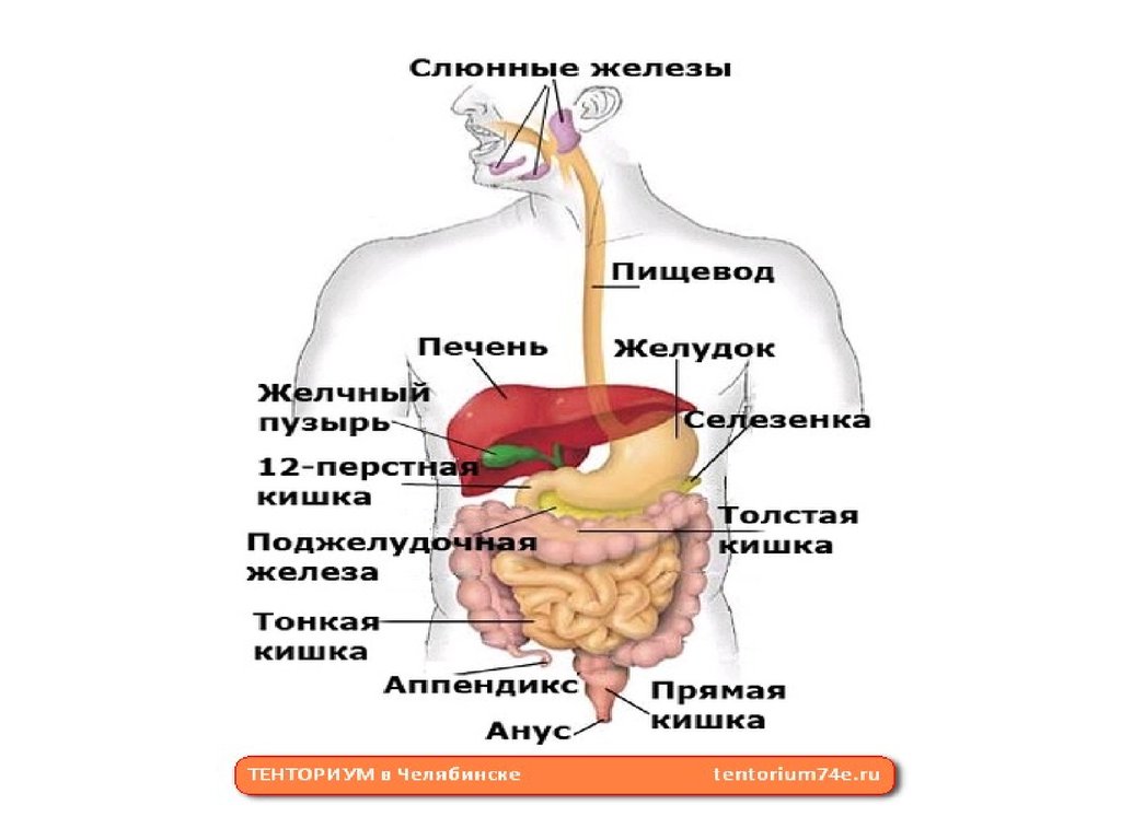 В пищеводе железы расположены в. Строение желудочно-кишечного тракта человека схема. Строение желудка и кишечника. Схема строения органов ЖКТ. Пищевой тракт человека анатомия.