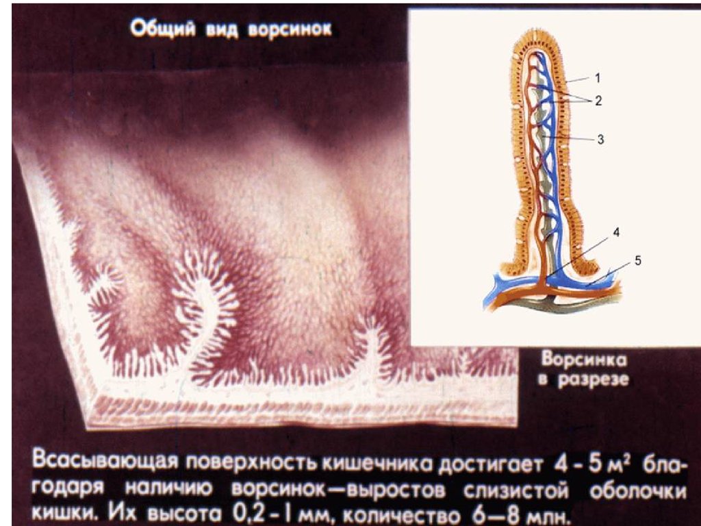 Кишечные ворсинки характерны для. Тонкая кишка кишечная Ворсинка. Строение ворсинки тонкой кишки. Ворсинки тонкого кишечника анатомия. Строение ворсинки тонкого кишечника.