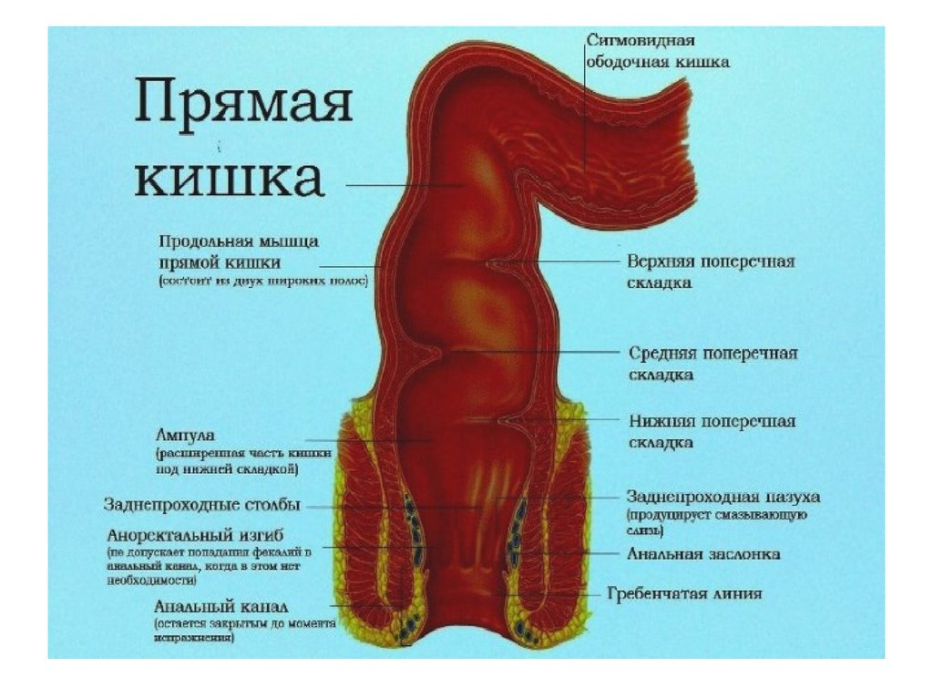 Желудочно-кишечный тракт - презентация онлайн