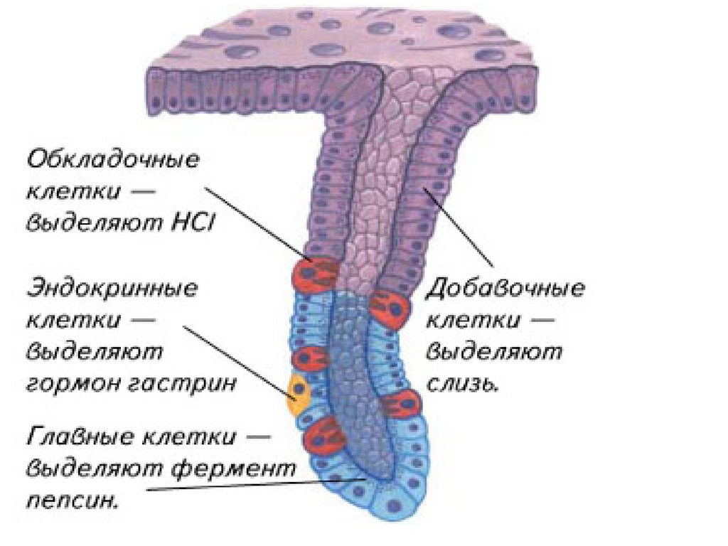 Клетки пищеварительных желез. Добавочные клетки слизистой оболочки желудка секретируют. Строение слизистой оболочки желудка клетки. Клетки слизистой оболочки желудка и их функции. Клетки желез слизистой оболочки желудка.