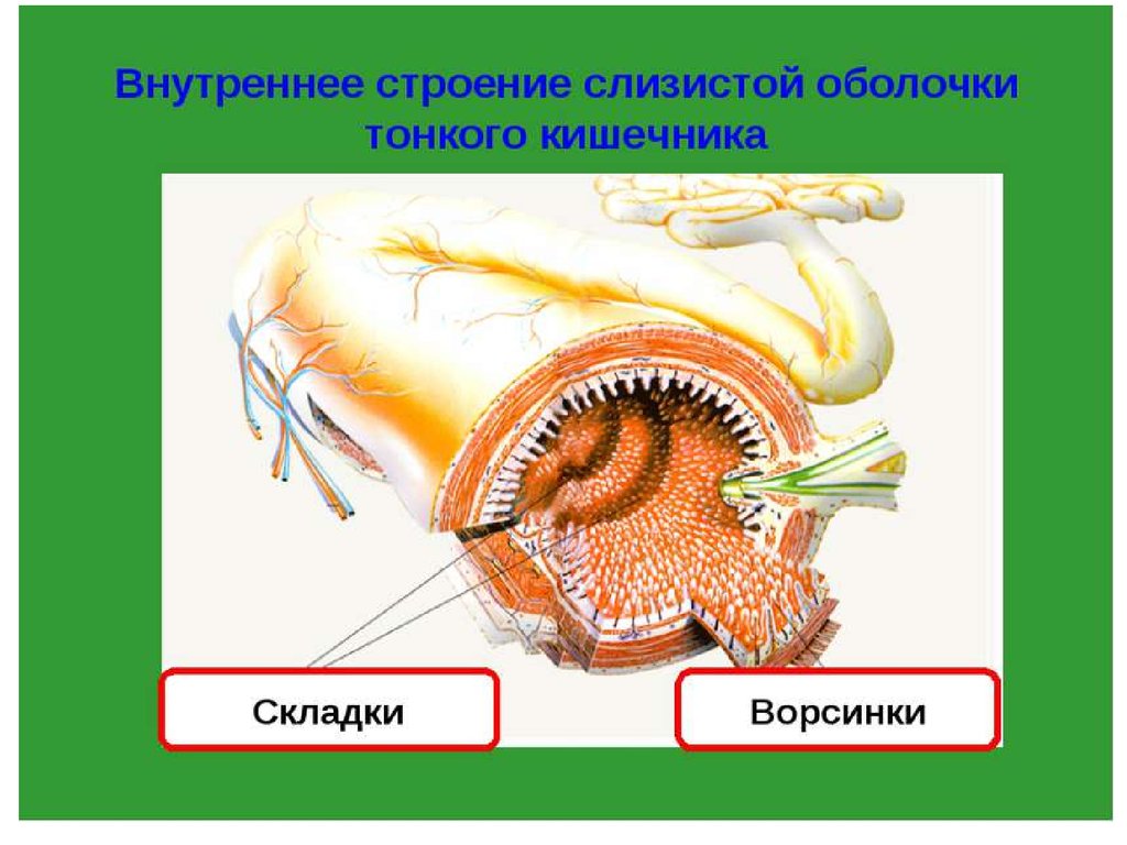 Тонкий кишечник строение. Внутреннее строение кишечника. Толстый кишечник в разрезе.