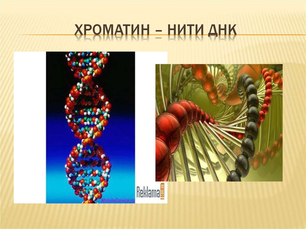 Нити днк. Хроматиновые нити ДНК. Хроматин это нити ДНК. Нить ДНК В ДНК. Нить ДНК В картинках.